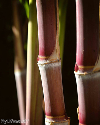 Slider Image No 1
